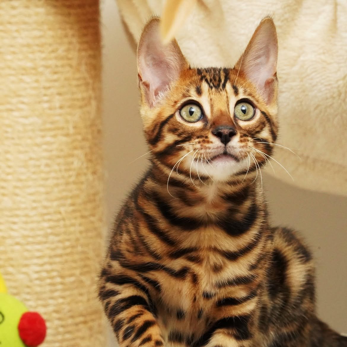 Sadie, additional kitten photograph 2