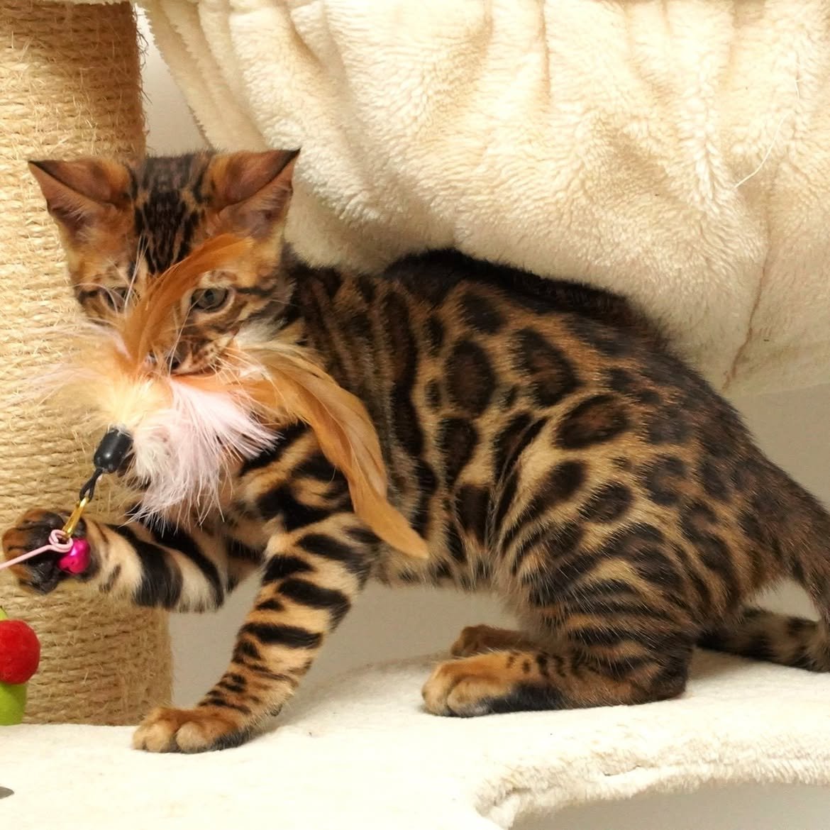 Sadie, additional kitten photograph 3