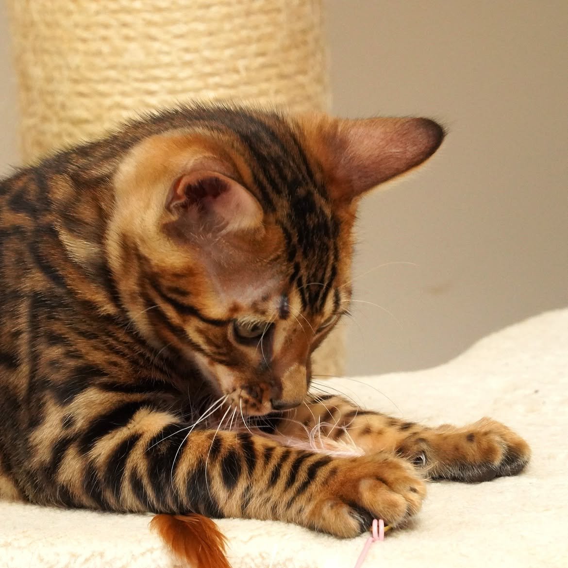 Brown Bengal kitten resting on a cat tree, from our gallery