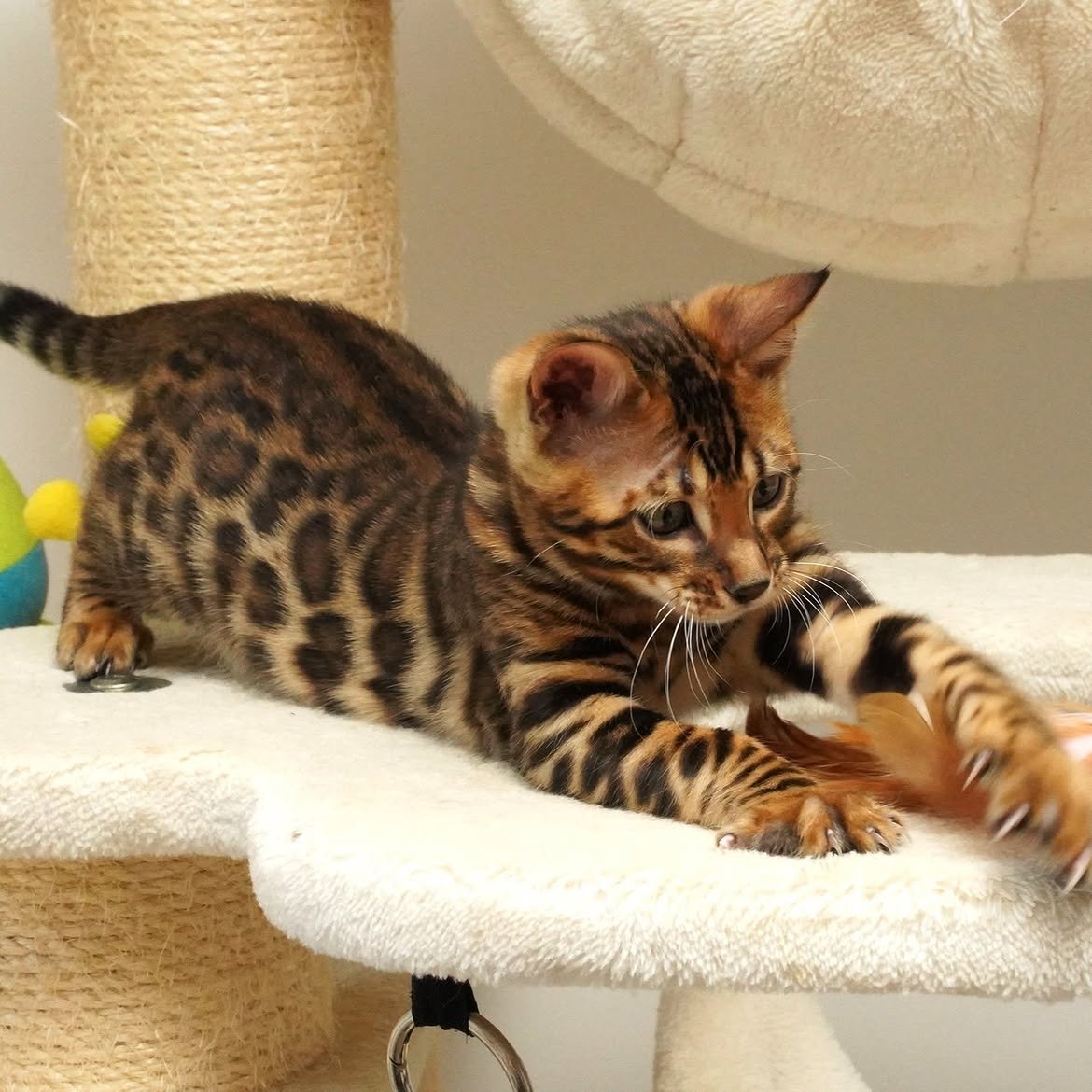 Sadie, additional kitten photograph 4