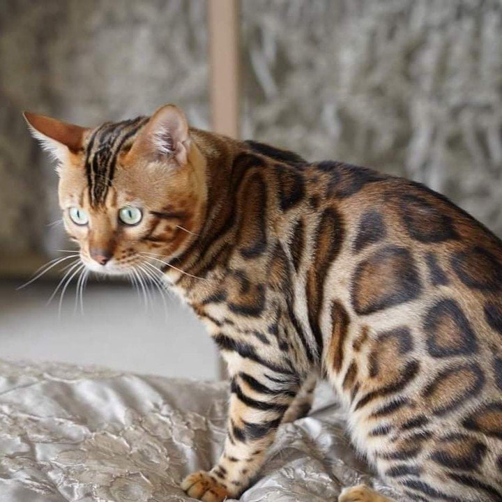 Kasey, a brown rosetted Bengal, at home