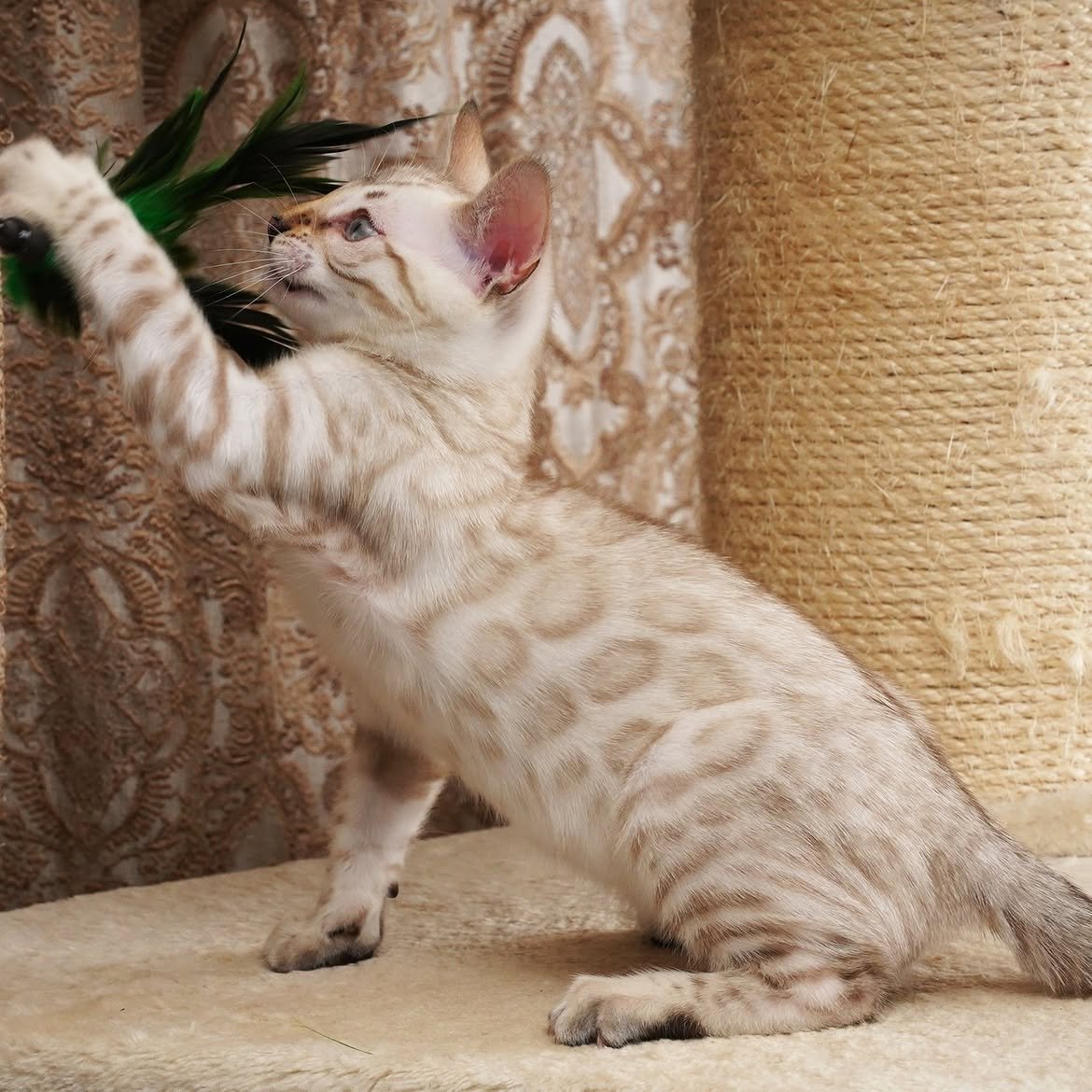 Snow, additional kitten photograph 5