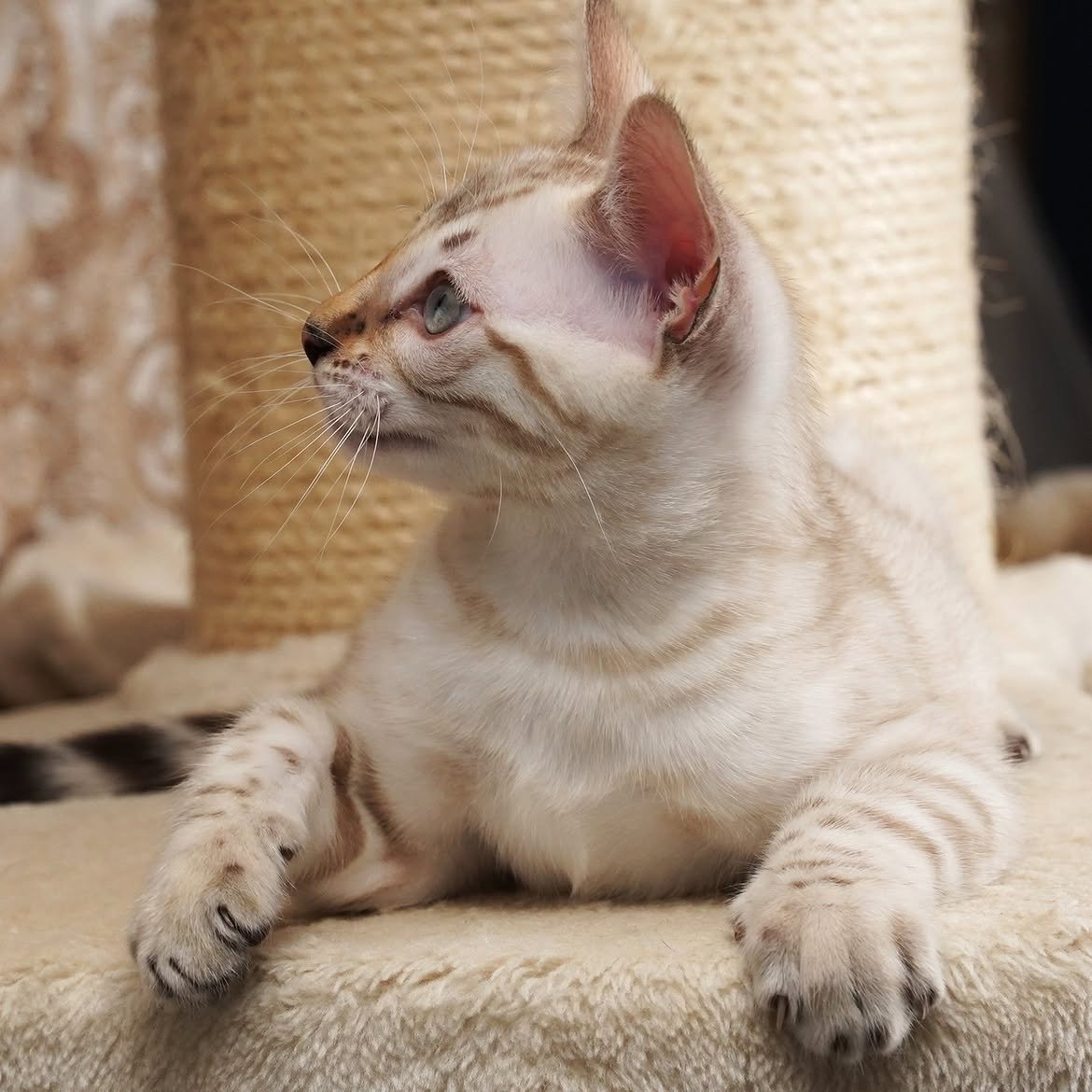 Snow, additional kitten photograph 2