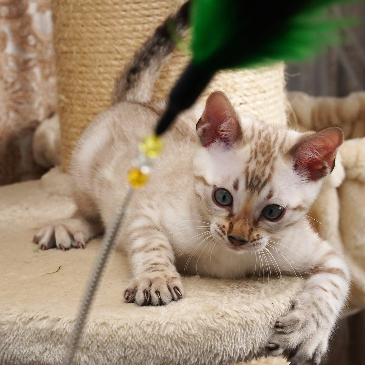 Snow Bengal kitten playing with a feather toy on a cat tree, from our gallery