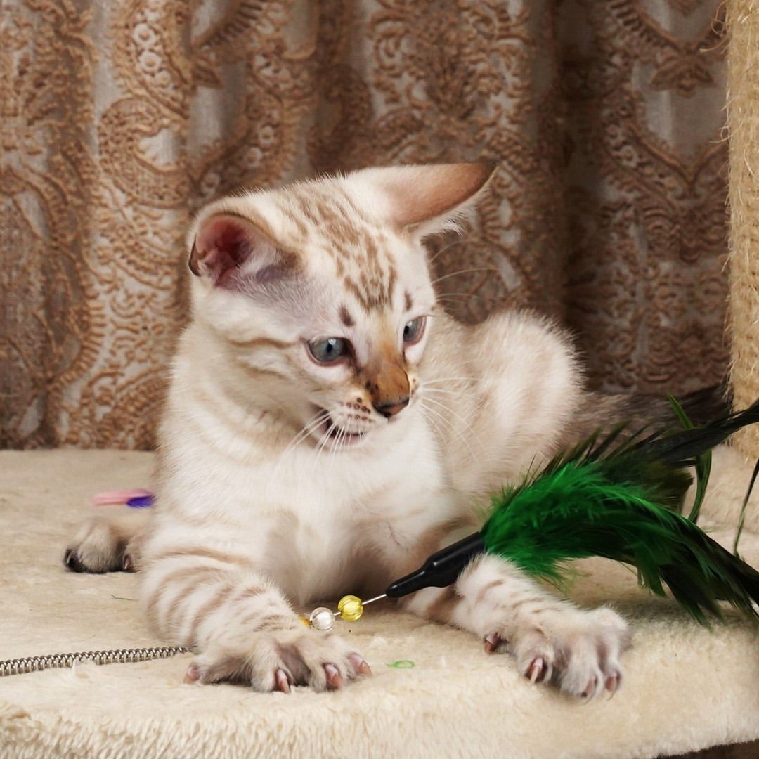 Snow, additional kitten photograph 3