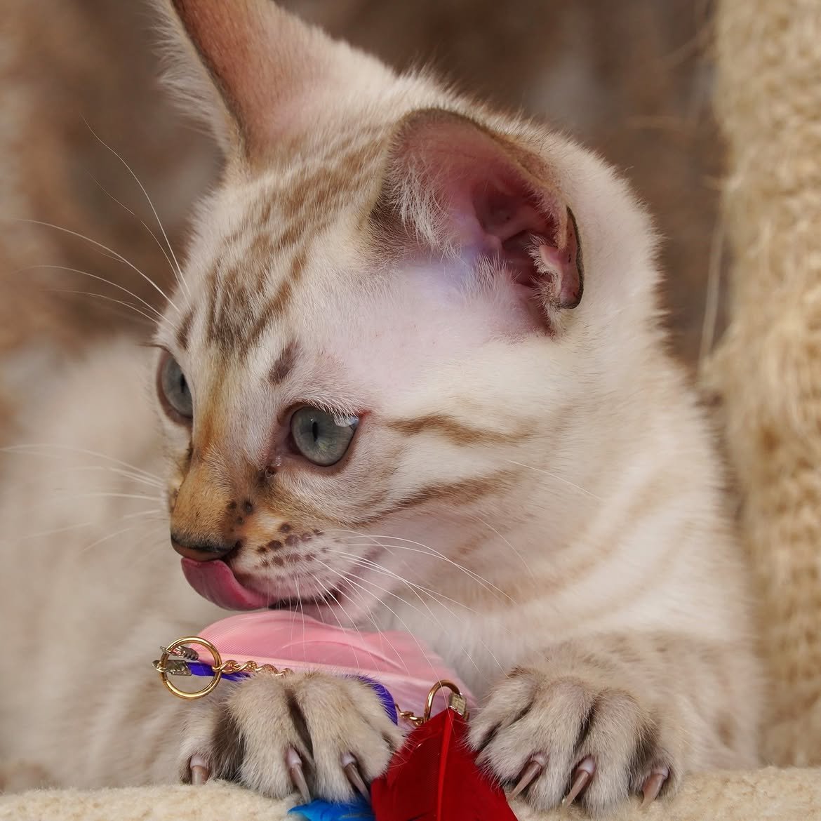 Snow, additional kitten photograph 4