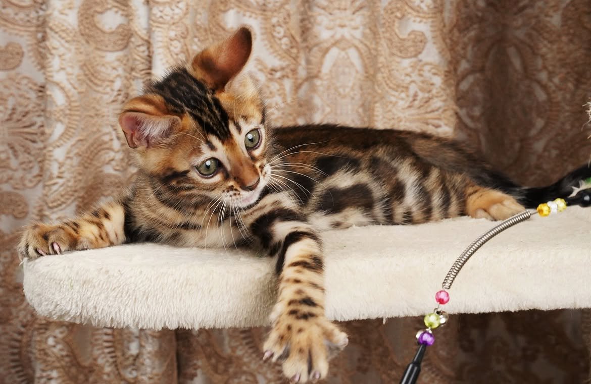 Quest, additional kitten photograph 2