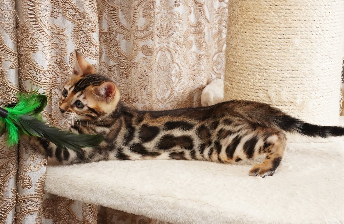 Quest, additional kitten photograph 3