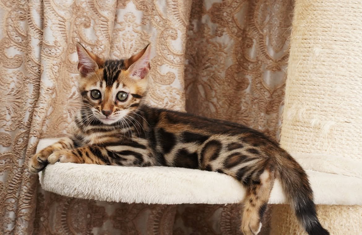 Brown rosetted Bengal kitten relaxing on a cream cat tree, from our kitten gallery