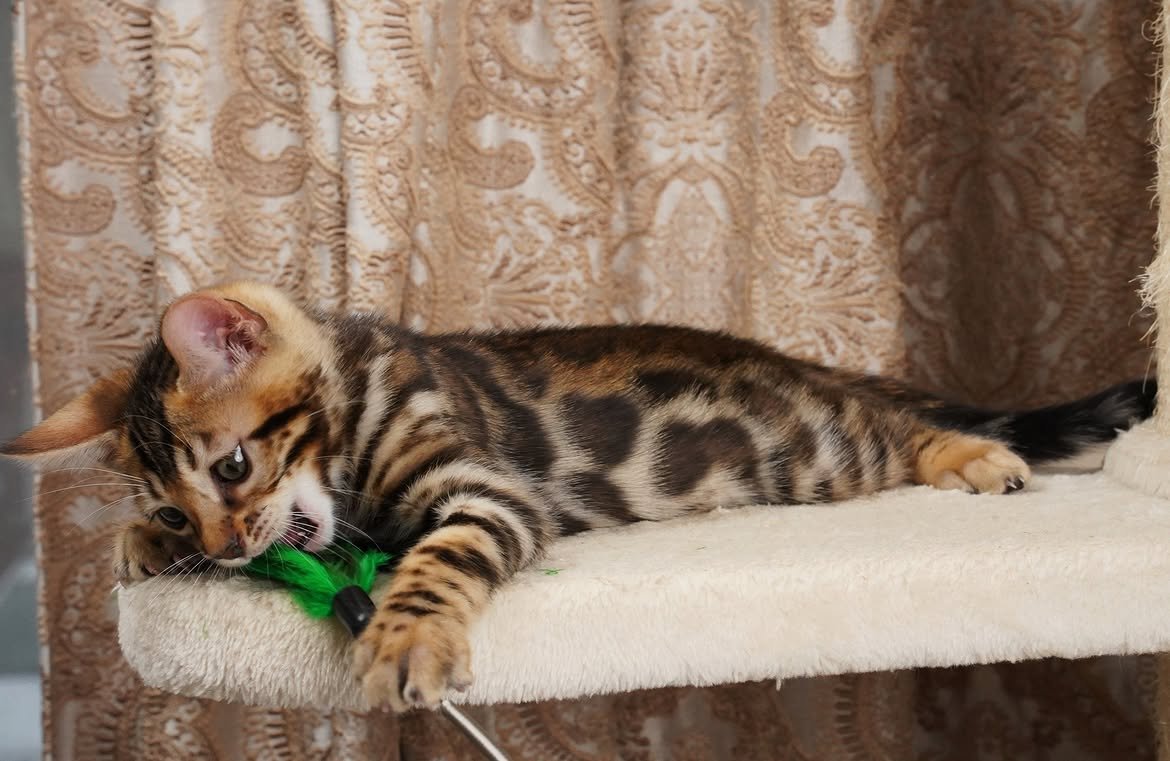 Quest, additional kitten photograph 4