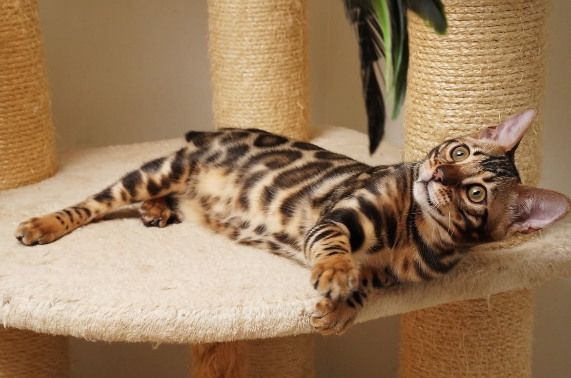 Rio, additional kitten photograph 2
