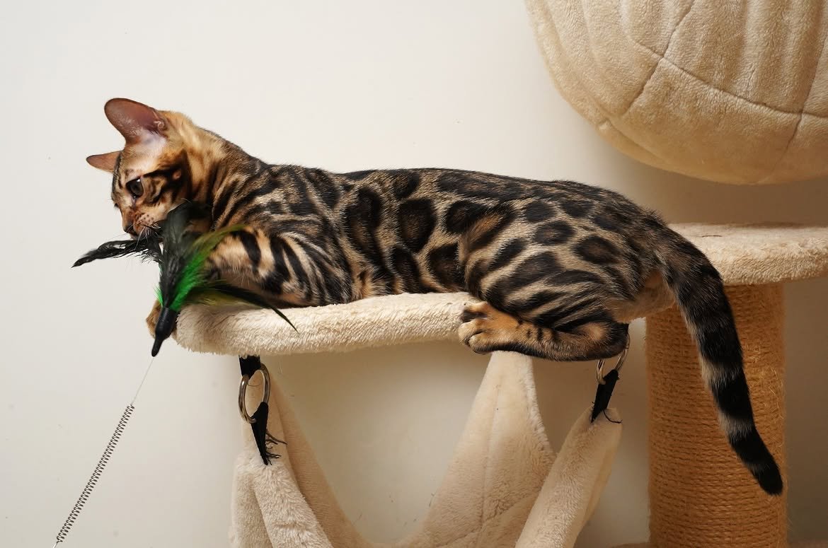 Rio, additional kitten photograph 3