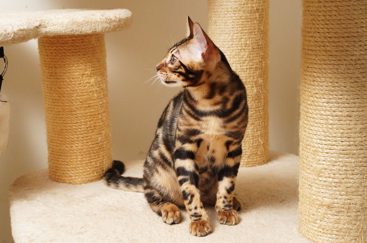 Brown Bengal kitten sitting on a cat tree in the home, from our gallery