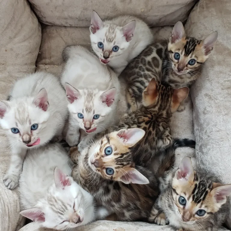 Brown and snow Bengal kittens resting together in the Wild Grace Bengals gallery