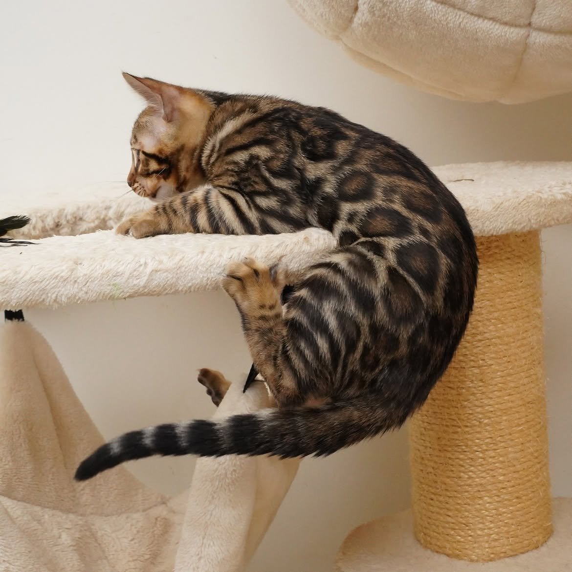 Ray, additional kitten photograph 4