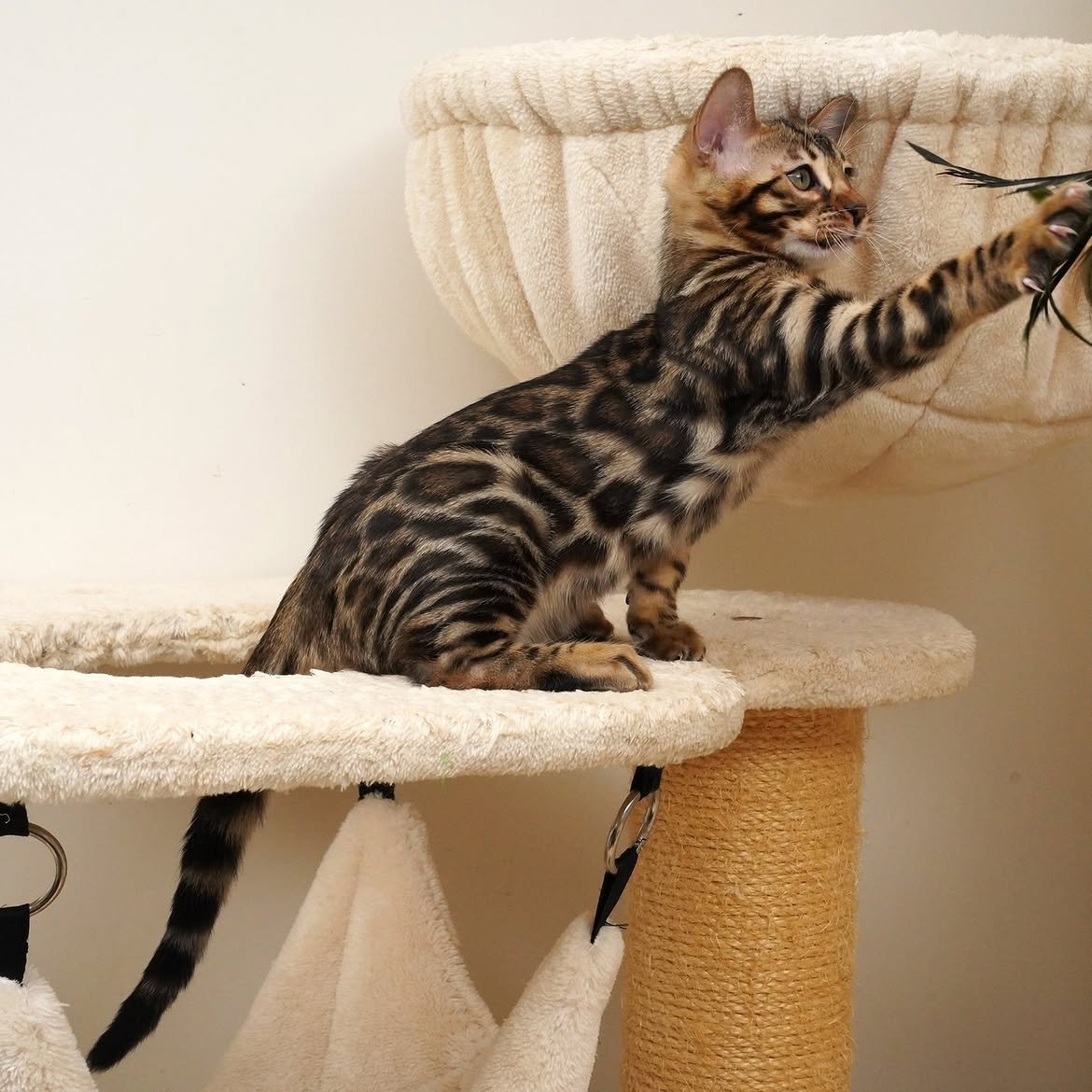 Ray, additional kitten photograph 3