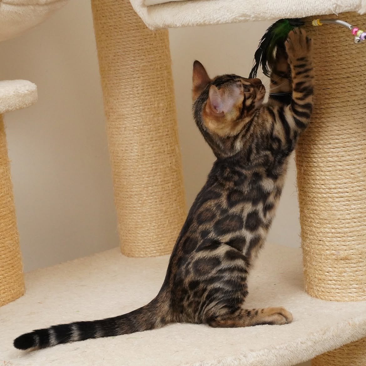 Ray, additional kitten photograph 2