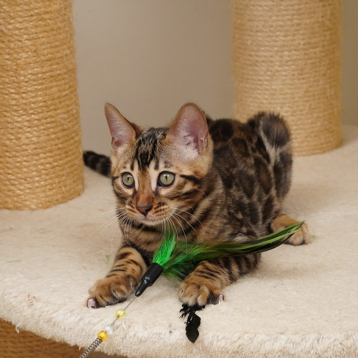 Brown Bengal kitten playing with a feather wand in the home, from our gallery