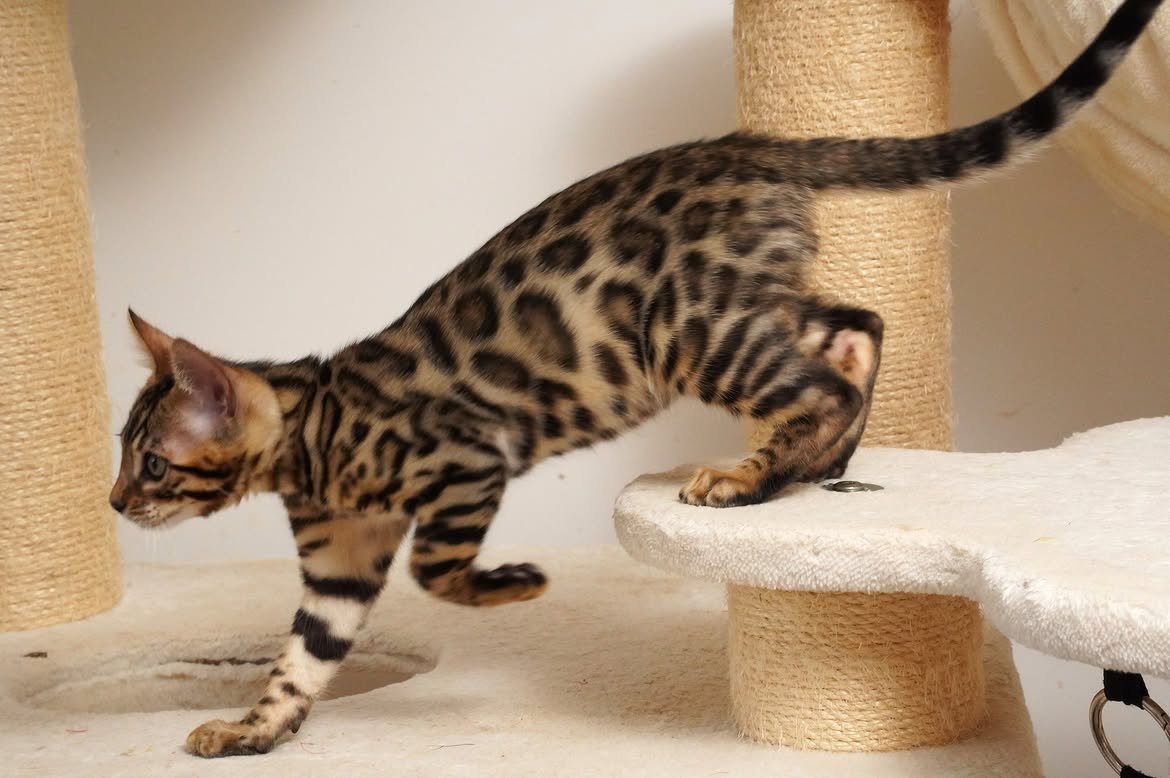 Pavel, additional kitten photograph 4