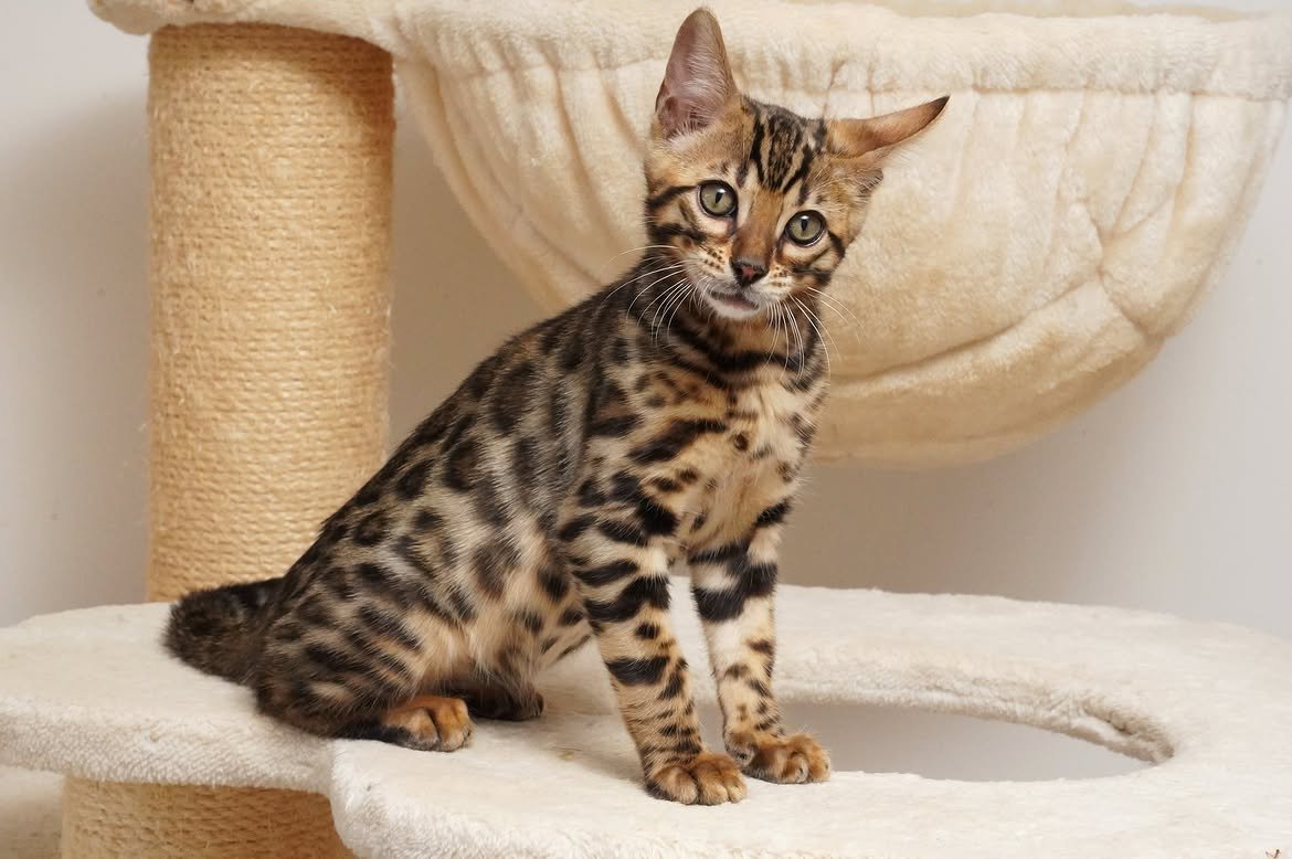 Pavel, additional kitten photograph 2