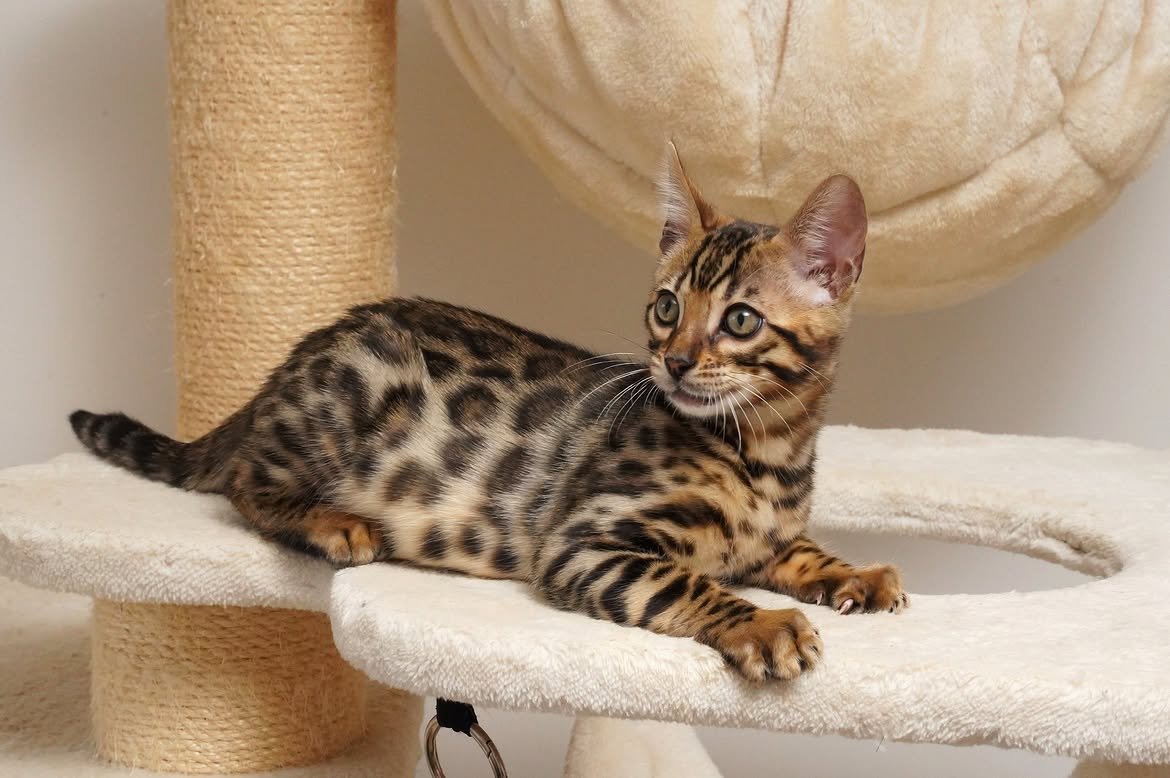 Pavel, additional kitten photograph 3