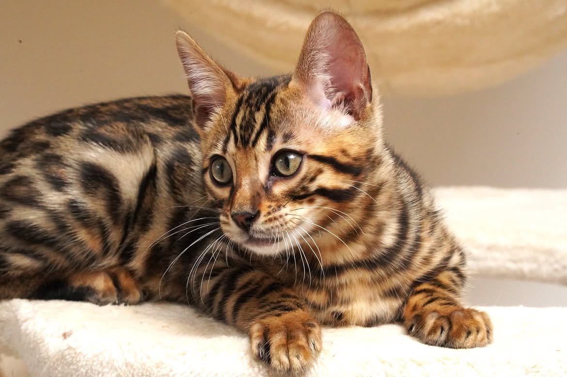 Brown rosetted Bengal kitten resting on a cream cat tree, from our kitten gallery