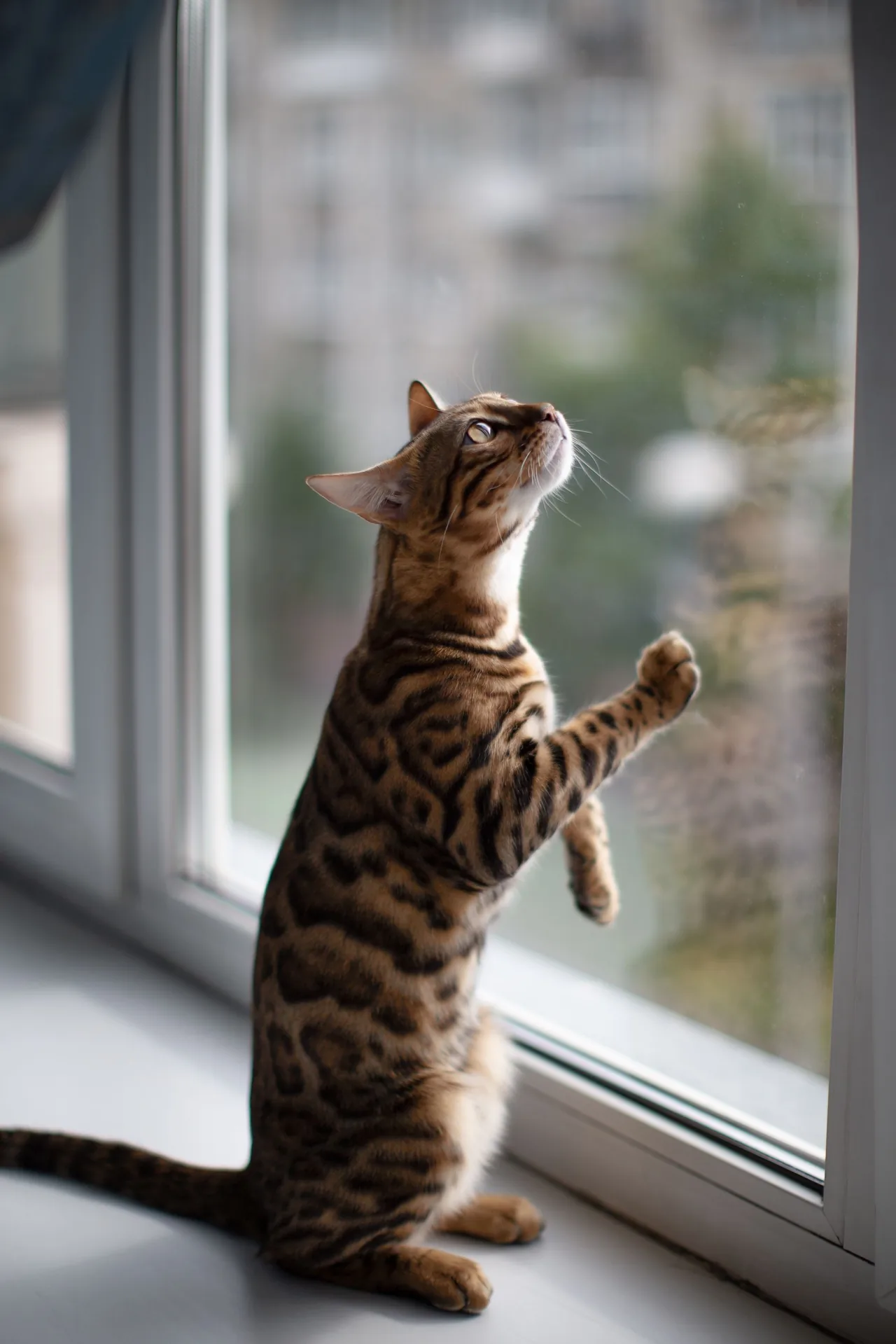 A Bengal stretching up to look through a window inside a home