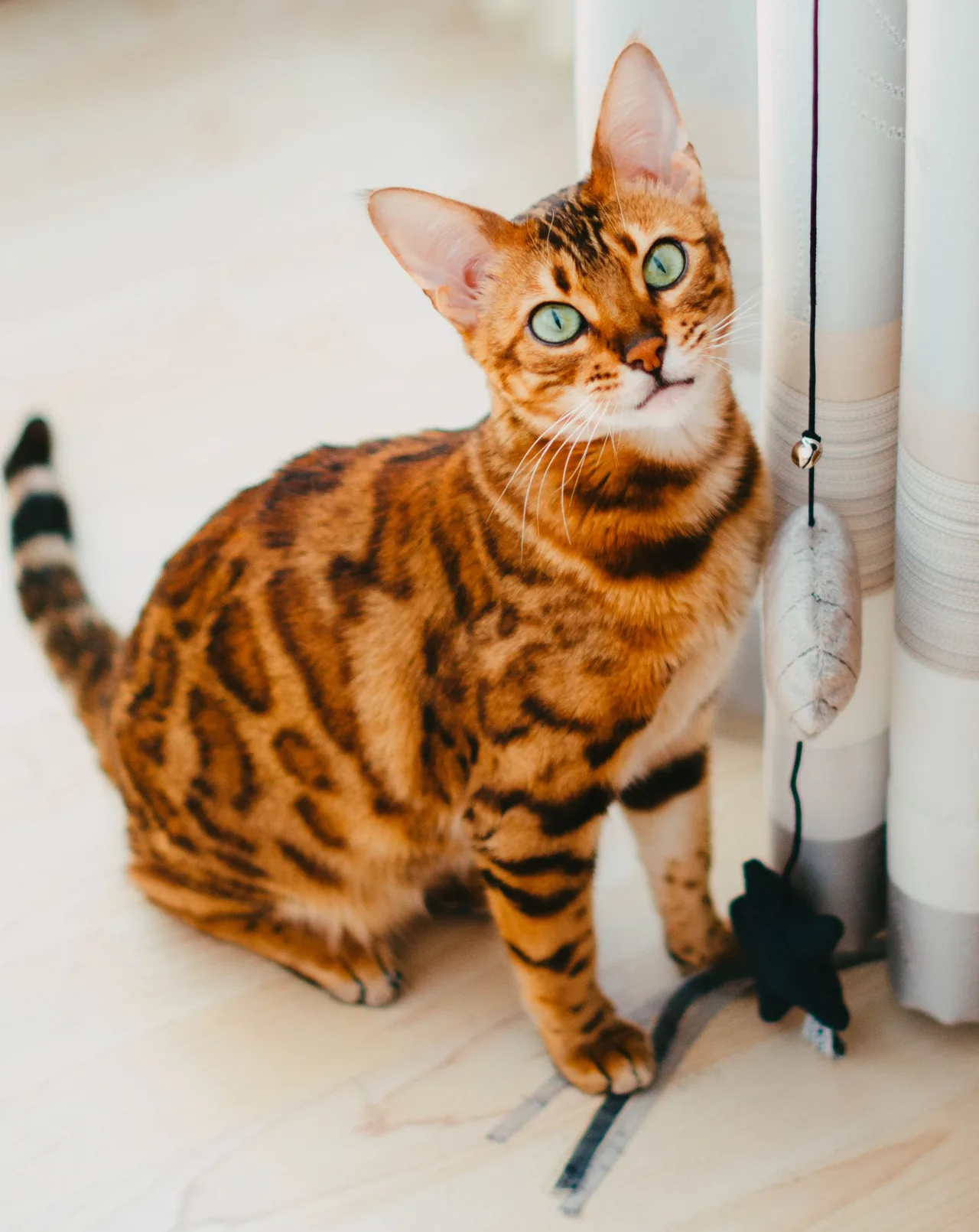 A Bengal sitting beside a toy on a pale indoor floor