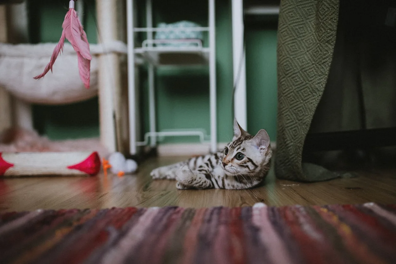 A Bengal kitten resting on a rug beside toys in a home