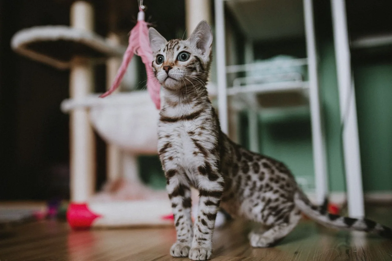 A Bengal kitten playing with a feather toy in a home