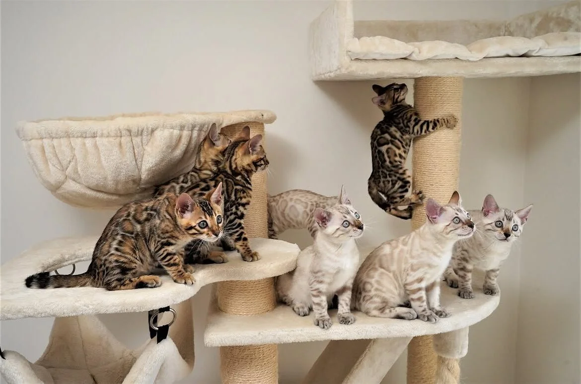 Brown and snow Bengal kittens playing and resting on a cream cat tree indoors