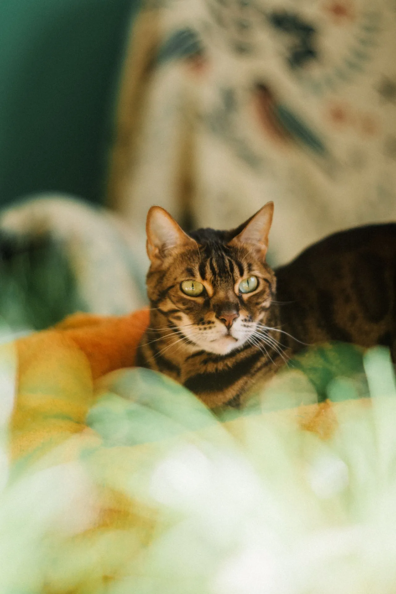 A Bengal relaxing on a blanket in a sunlit room