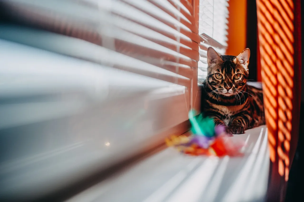 A Bengal resting on an indoor windowsill beside colourful feather toys